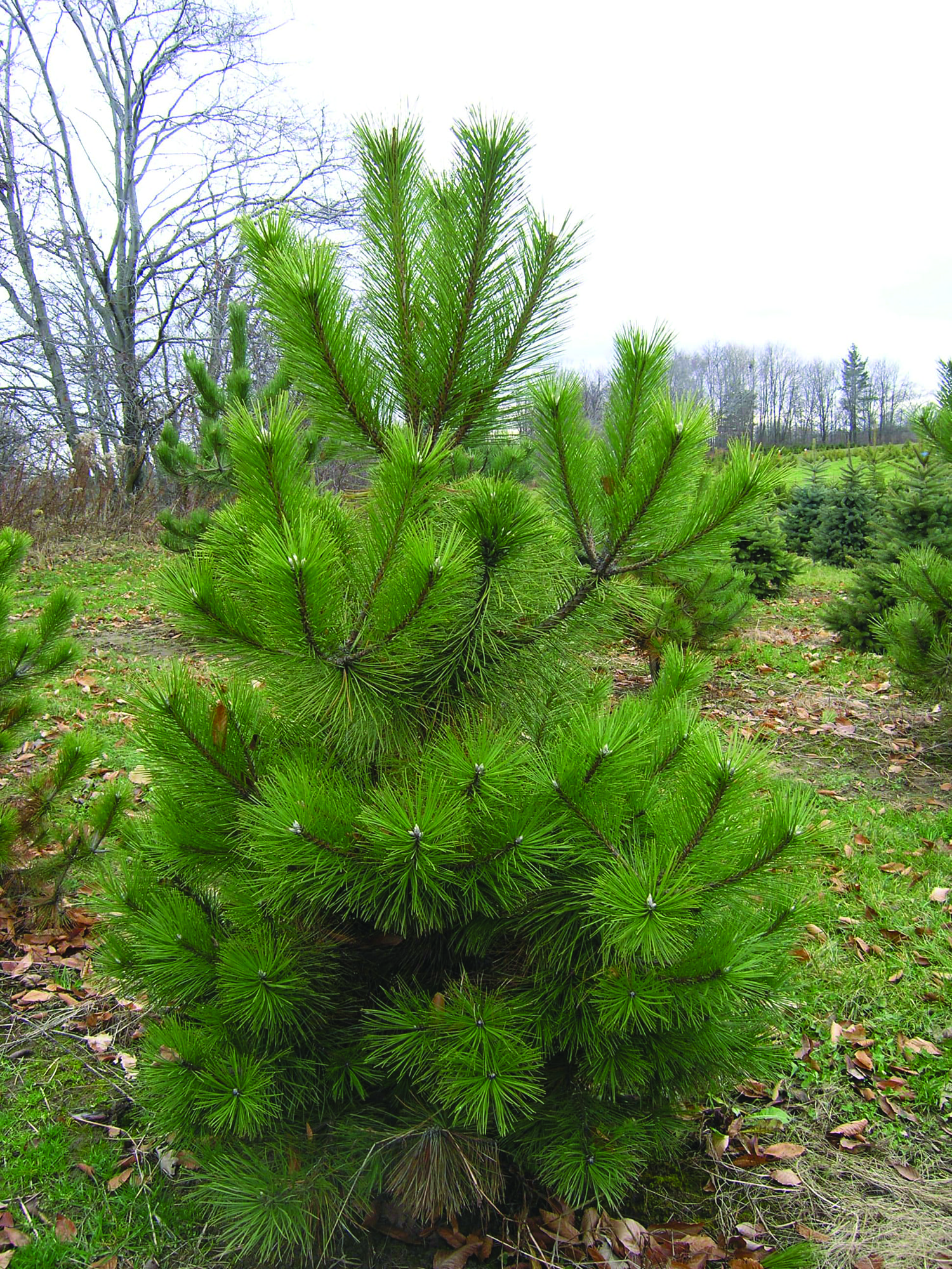 Pinus nigra